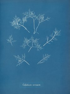 Gelidium cornum, ca. 1853 de Anna Atkins
