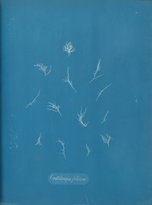 Floresta. de Anna Atkins