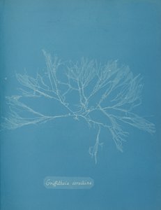 Coral Griffithsia, c. 1853. de Anna Atkins