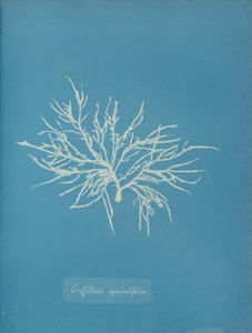 Griffithsia equisetifolia, ca. 1853. de Anna Atkins