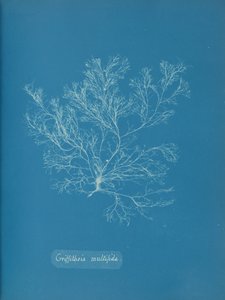 Griffithsia multifida, ca. 1853. de Anna Atkins