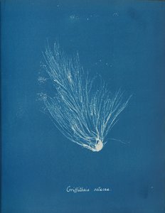 Griffithsia setacea, ca. 1853. de Anna Atkins