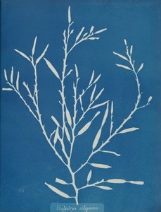 Halydrys siliquosa, c. 1853