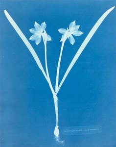 Leucojam Varium, de Anna Atkins