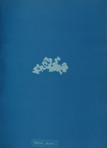 Padina Deusa, c. 1853. de Anna Atkins