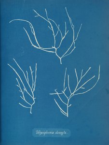 Polysiphonia alongata, ca. 1853 de Anna Atkins