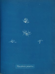 Polysiphonia parasitica, ca. 1853. de Anna Atkins