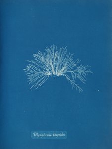 Floresta. de Anna Atkins