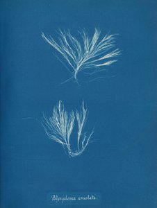 Polysiphonia urceolata, ca. 1853. de Anna Atkins