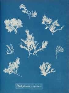 Ptilota plumosa. ß capilaris, ca. 1853.