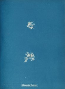 Schizonema Smithii, ca. 1853. de Anna Atkins