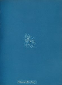 Schizonema Smithii, ß torqata, ca. 1853. de Anna Atkins