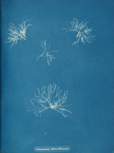 Schizonema helminthosum, ca. 1853. de Anna Atkins