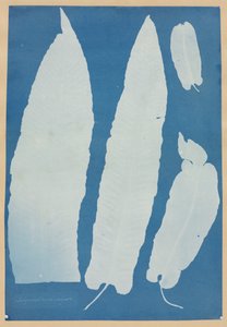 Scolopendrium Vulgare, 1852-1854. de Anna Atkins