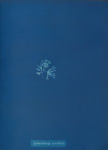 Sphacelaria cirrosa, ca. 1853. de Anna Atkins