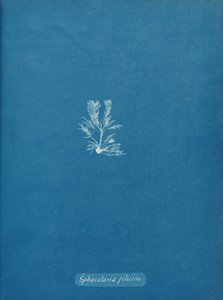 Sphacelaria filicina, ca. 1853. de Anna Atkins