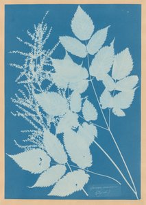  de Anna Atkins