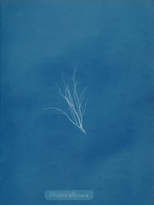 Estria atenuada, ca. 1853. de Anna Atkins