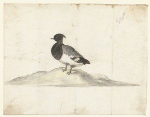 Pato Tufted Duck de Anna Cornelia Moda