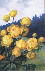 Flor amarela, cartão, 1940s