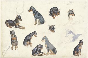 Estudos de um cão
