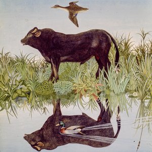 Reflectindo, 2004 (acrílico) de Anna Pugh