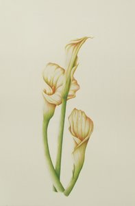 Arum Lily, 2001 (wc no papel) de Annabel Barrett