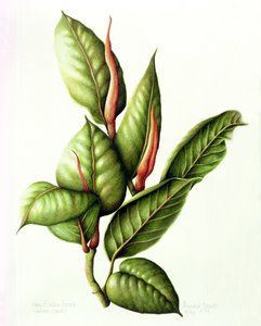 Usina de Borracha, 1999 (wc no papel) de Annabel Barrett