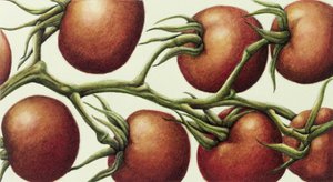 Tomate, 1999 (wc no papel) de Annabel Barrett