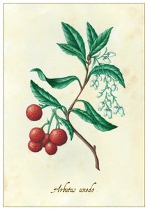 Arbutus unedo, 2015 (guache) de Annalisa Morrocco