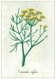 Foeniculum vulgare, 2015 (guache) de Annalisa Morrocco