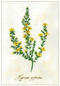 Hypericum perforatum, 2015 (guache) de Annalisa Morrocco