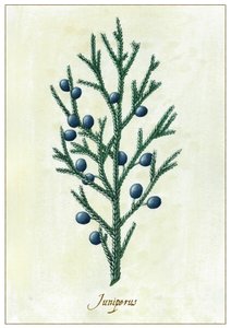 Juniperus, 2015 (guache) de Annalisa Morrocco