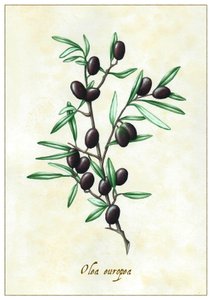 Olea europea, 2015 (guache) de Annalisa Morrocco
