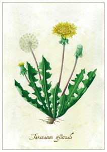 Taraxacum officinale, 2015 (guache) de Annalisa Morrocco