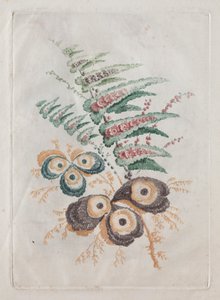 Novo Conjunto de Portfólios de Flores Ideal para Usar no Desenho e Pintura: Fantasias Florais de Anne Allen