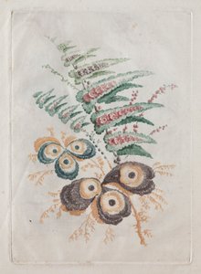 Nova suíte de portfólios de flores, ideal para o design e a pintura: fantasias florais, c. 179