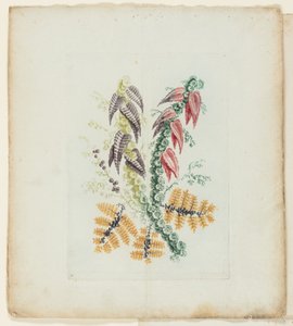 Placa, da nova suíte de cadernos de flores ideais para uso por desenhistas e pintores de Anne Allen