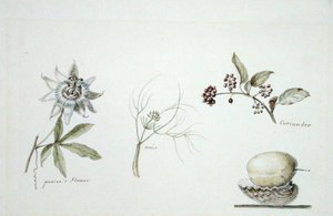 Flor da paixão, anis e coentros