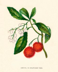 Arbutus, ou medronheiro, c1891, 1891