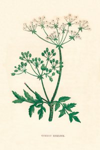 Hemlock comum, c1891, 1891