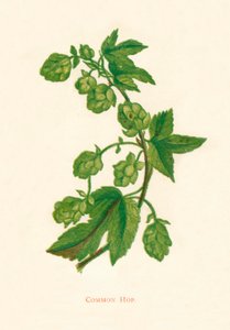Lúpulo comum, c1891, 1891