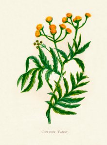 Tansy comum, c1891, 1891
