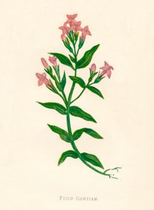 Genciana de campo, c1891, 1891