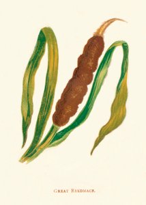 Grande Reedmace, c1891, 1891