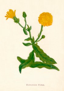 Picris, c1891, 1891