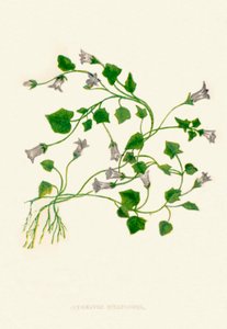 Bellflower com folhas de hera, c1891, 1891