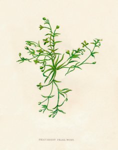 Procumbent Pearl-Wort, c1891, 1891 de Anne Pratt