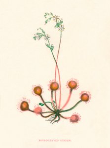 Sundew de folhas redondas, c1891, 1891