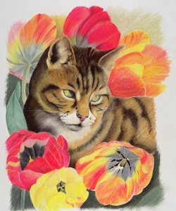 Listrado e tulipa